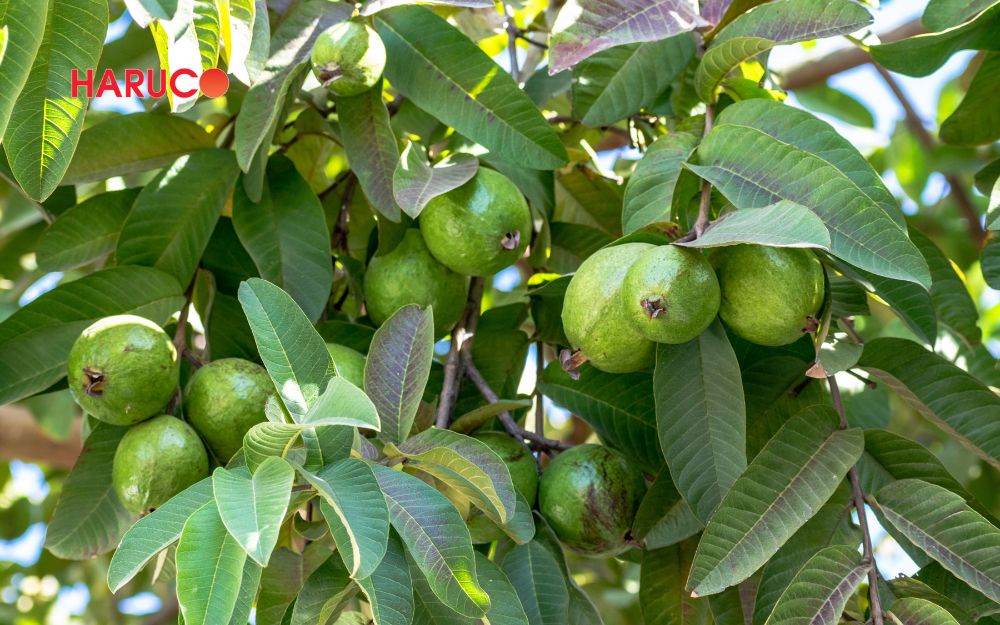 Ăn ổi không gây béo nhưng cần sử dụng đúng cách