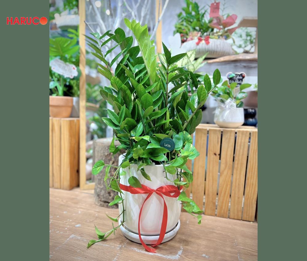 Tặng cây cảnh phong thủy nếu mẹ vợ yêu thích thiên nhiên
