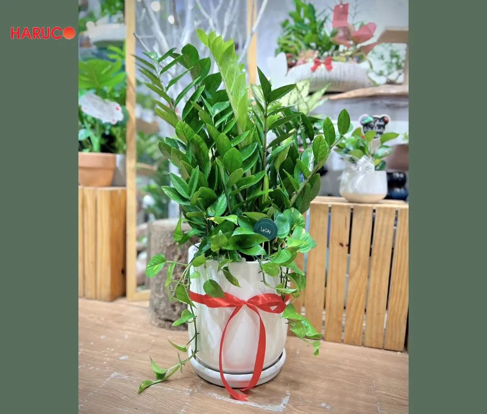 Tặng cây cảnh phong thủy nếu mẹ vợ yêu thích thiên nhiên