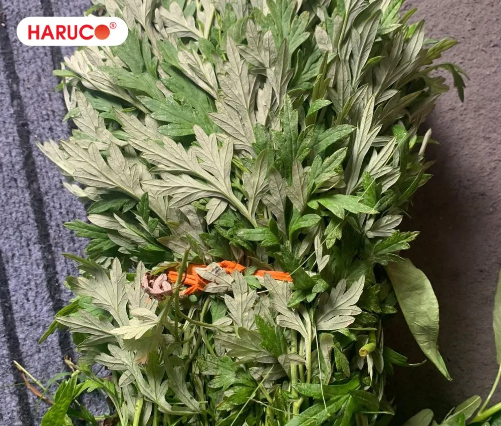 Nên chọn mua ngải cứu ở nơi uy tín, không bị phun thuốc trừ sâu
