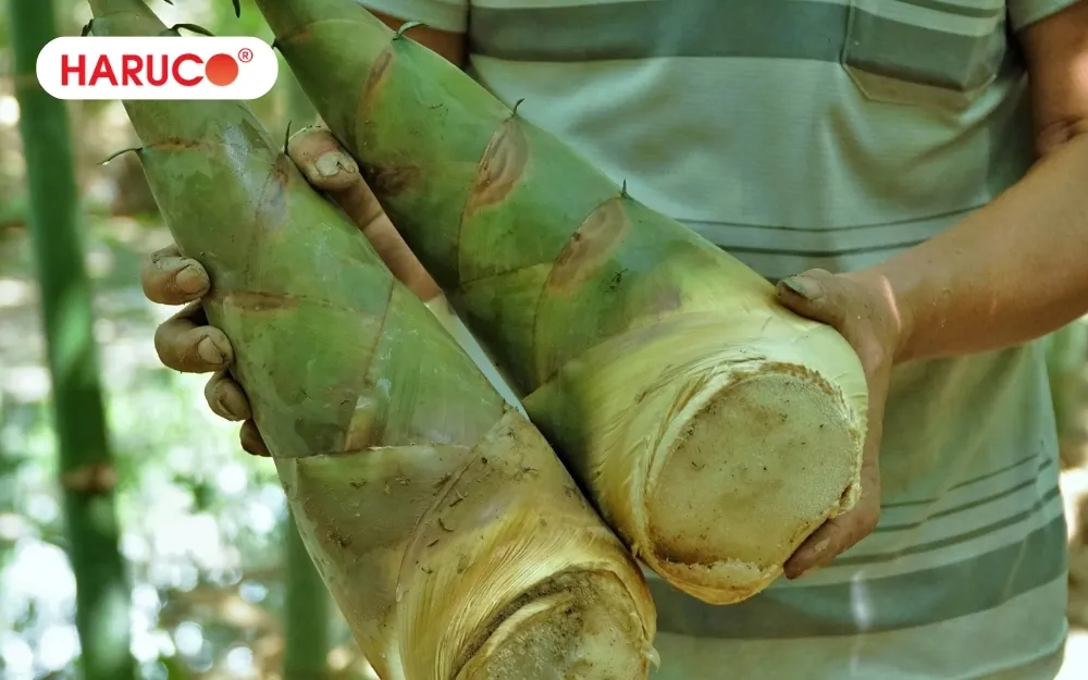 Ăn măng rất tốt cho sức khỏe khi ăn đúng cách