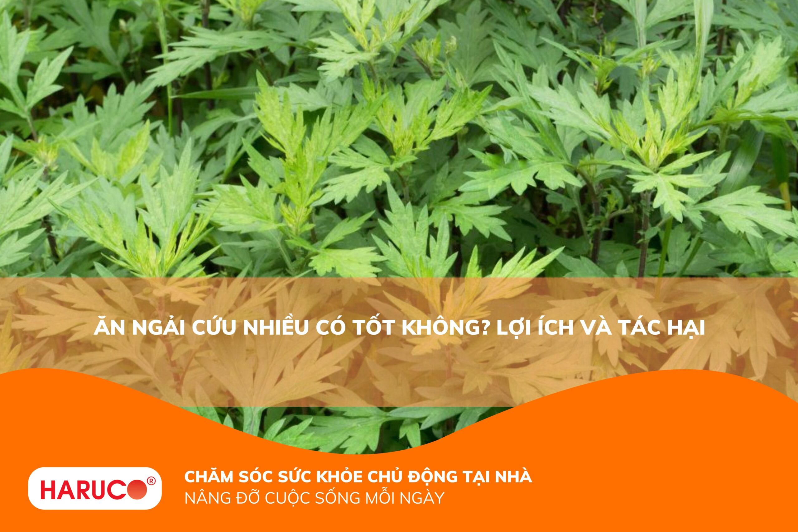 Ăn ngải cứu nhiều có tốt không? Các tác dụng và rủi ro bạn cần biết