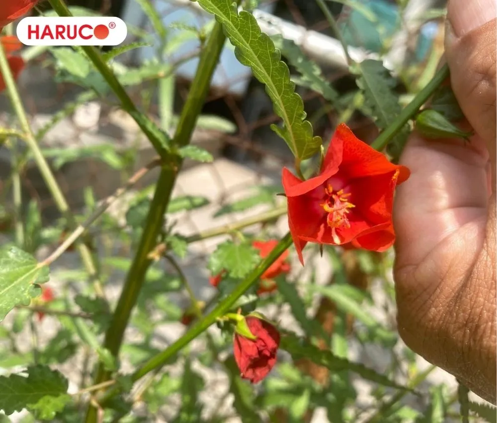 Đắp trực tiếp chiếc lá cây tí ngọ đã hơ nóng hỗ trợ giảm đau, giảm sưng