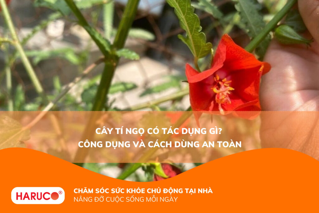 Bật mí cây tí ngọ có tác dụng gì? Vị thuốc quý hay độc dược dân gian?
