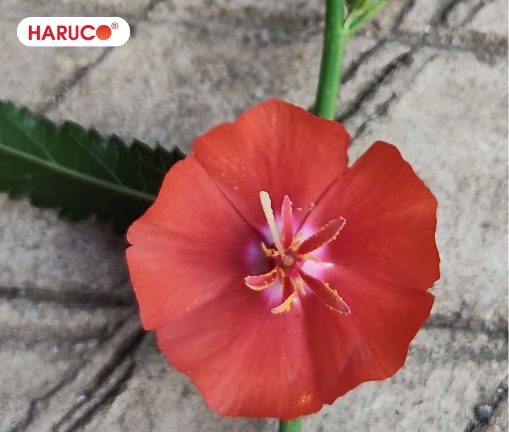 Cây tí ngọ là một loại dược liệu hỗ trợ, không có tác dụng thay thế hoàn toàn các loại thuốc chữa bệnh