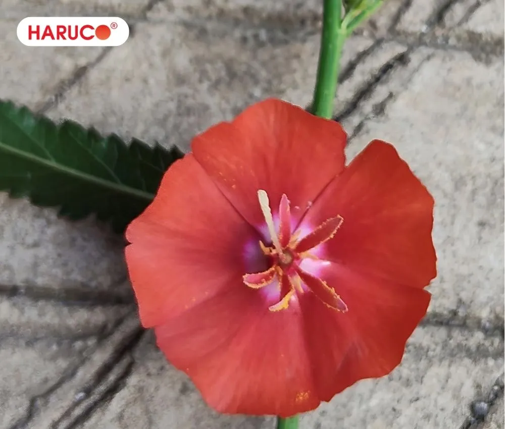 Cây tí ngọ là một loại dược liệu hỗ trợ, không có tác dụng thay thế hoàn toàn các loại thuốc chữa bệnh