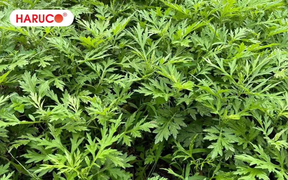 Nên chọn lá ngải cứu già, đậm màu vì chứa nhiều tinh dầu