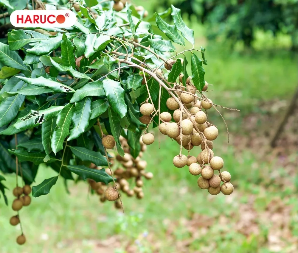 Rửa sạch và ngâm nước muối trước khi sử dụng lá nhãn