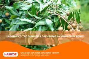 Lá nhãn có tác dụng gì? Công dụng, cách dùng và những lưu ý cần ghi nhớ