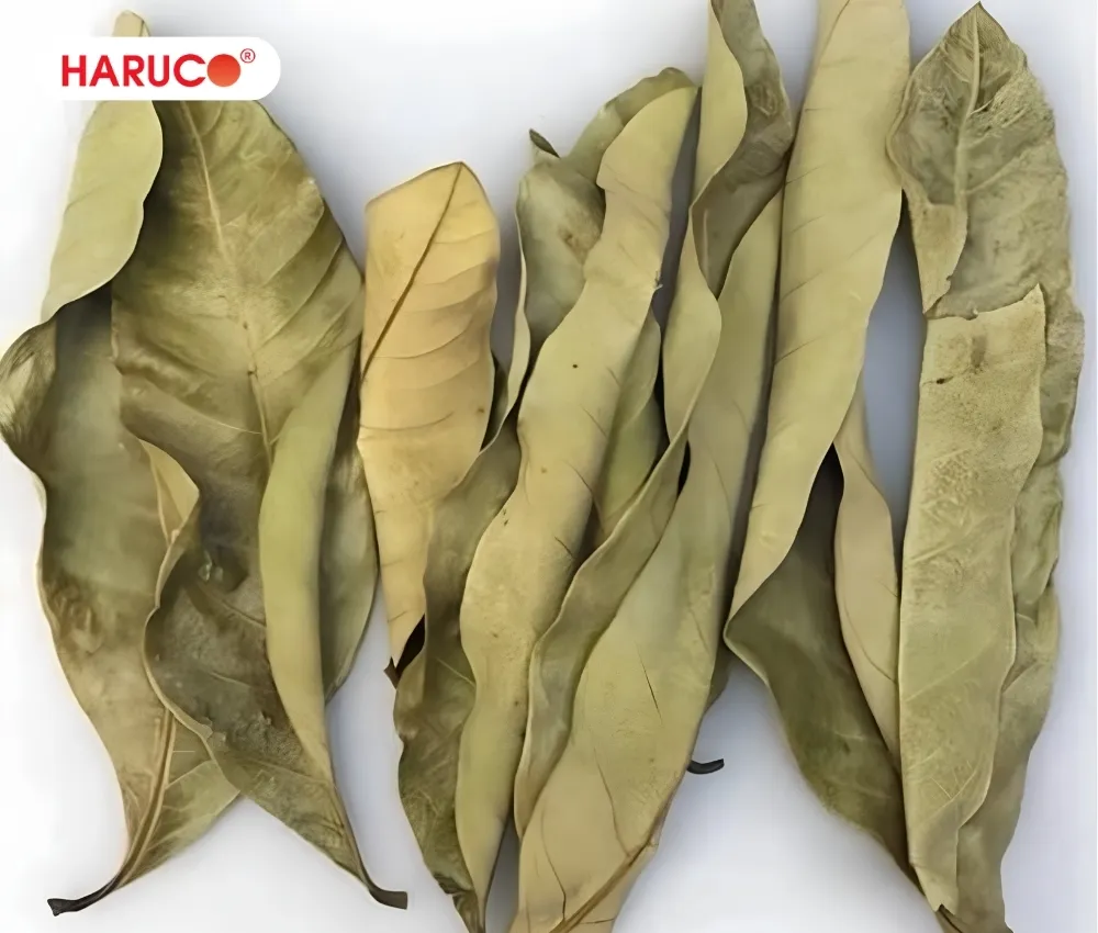 Dùng lá nhãn khô để sắc nước uống