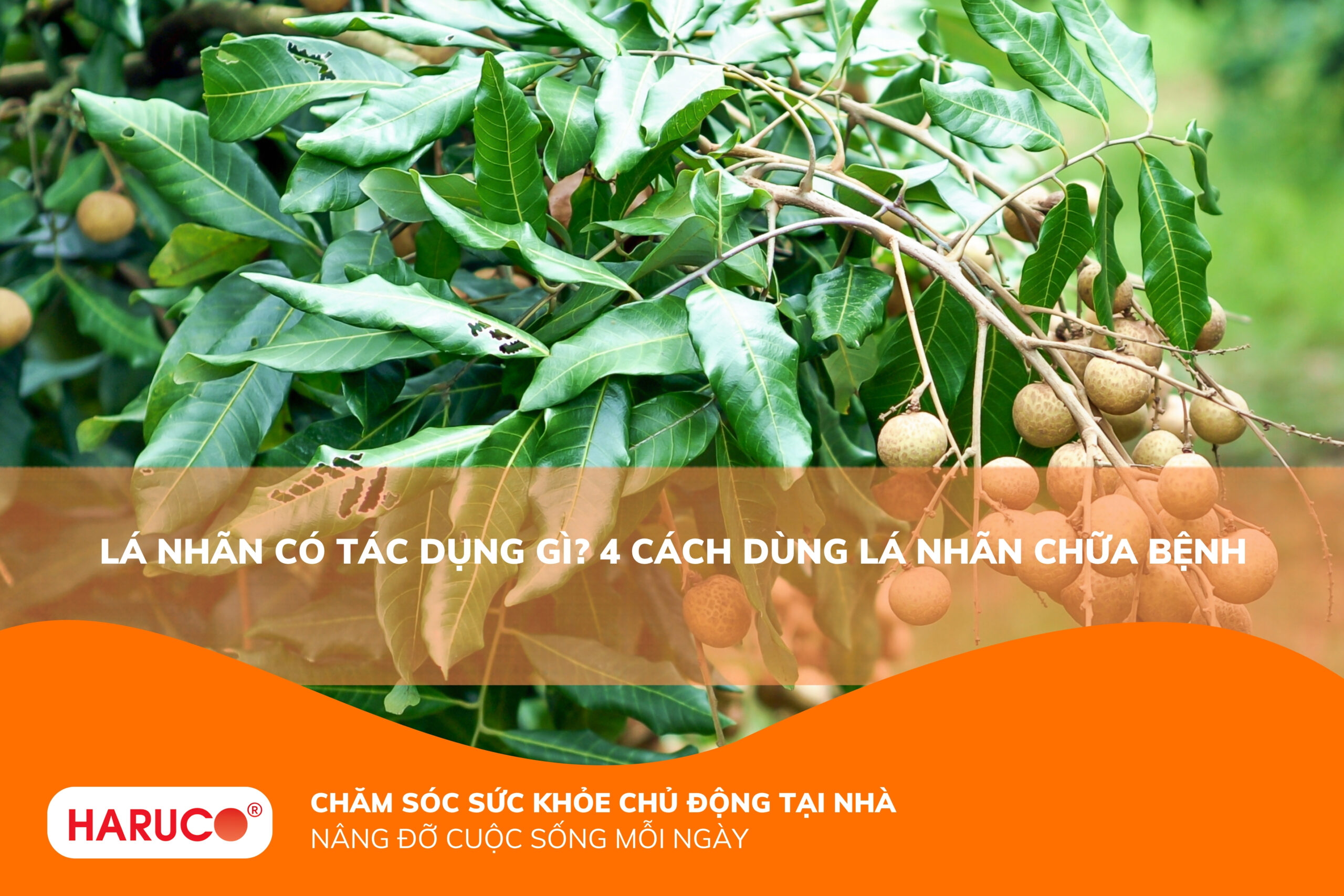 Lá nhãn có tác dụng gì? Công dụng, cách dùng và những lưu ý cần ghi nhớ