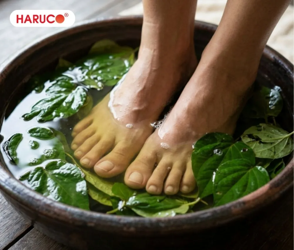 Lá lốt là bài thuốc ngâm chân quý giúp giảm đau nhức xương khớp