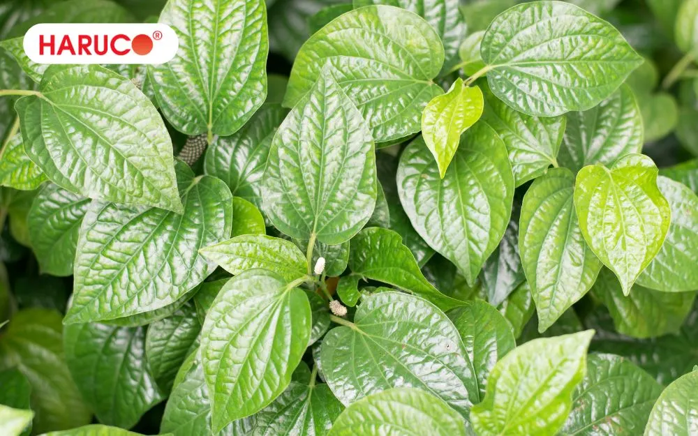 Lá lốt chứa một hàm lượng lớn các hoạt chất sinh học quý giá 
