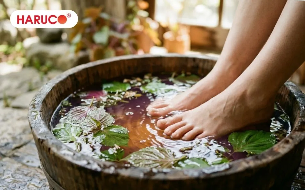 Ngâm chân bằng lá tía tô ấm giúp giảm các cơn đau do gút cấp tính