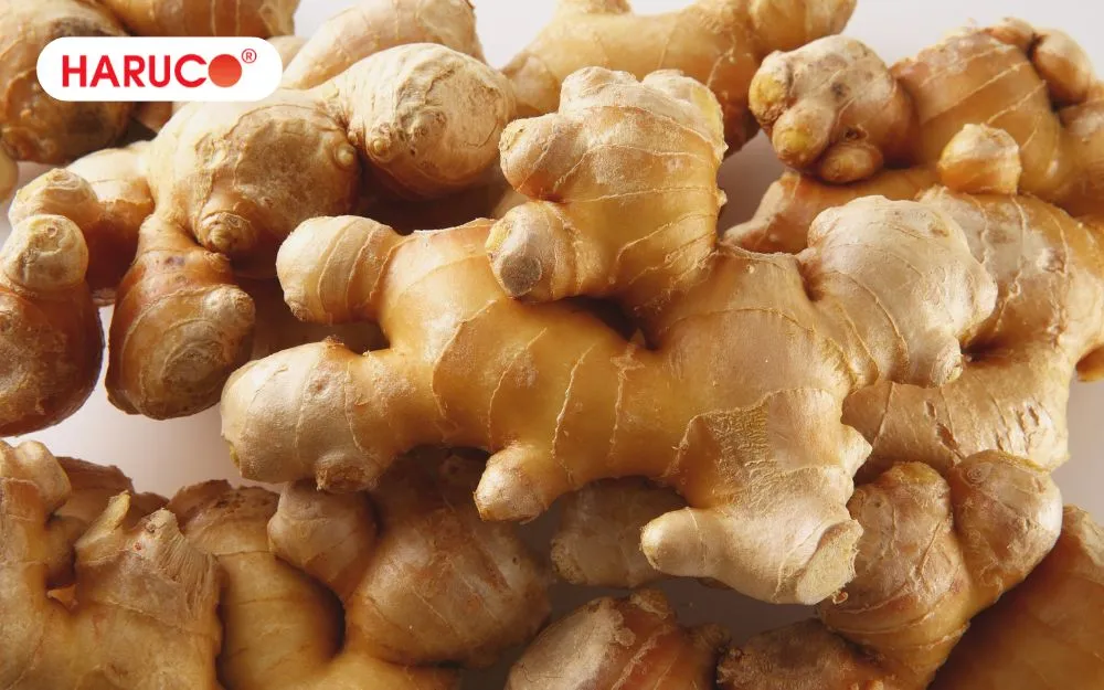 Nên chọn củ gừng già, có nhiều xơ để chứa nhiều tinh dầu hơn