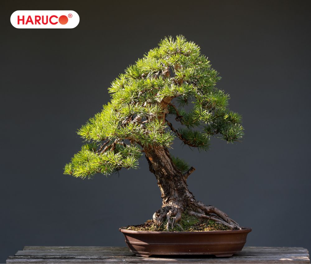 Một chậu cây bonsai có dáng thế độc đáo, mang ý nghĩa phong thủy tốt lành