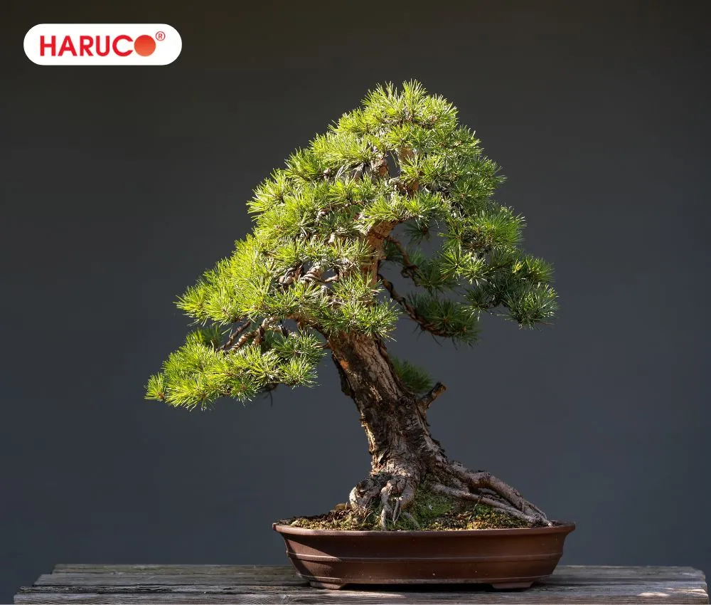 Một chậu cây bonsai có dáng thế độc đáo, mang ý nghĩa phong thủy tốt lành