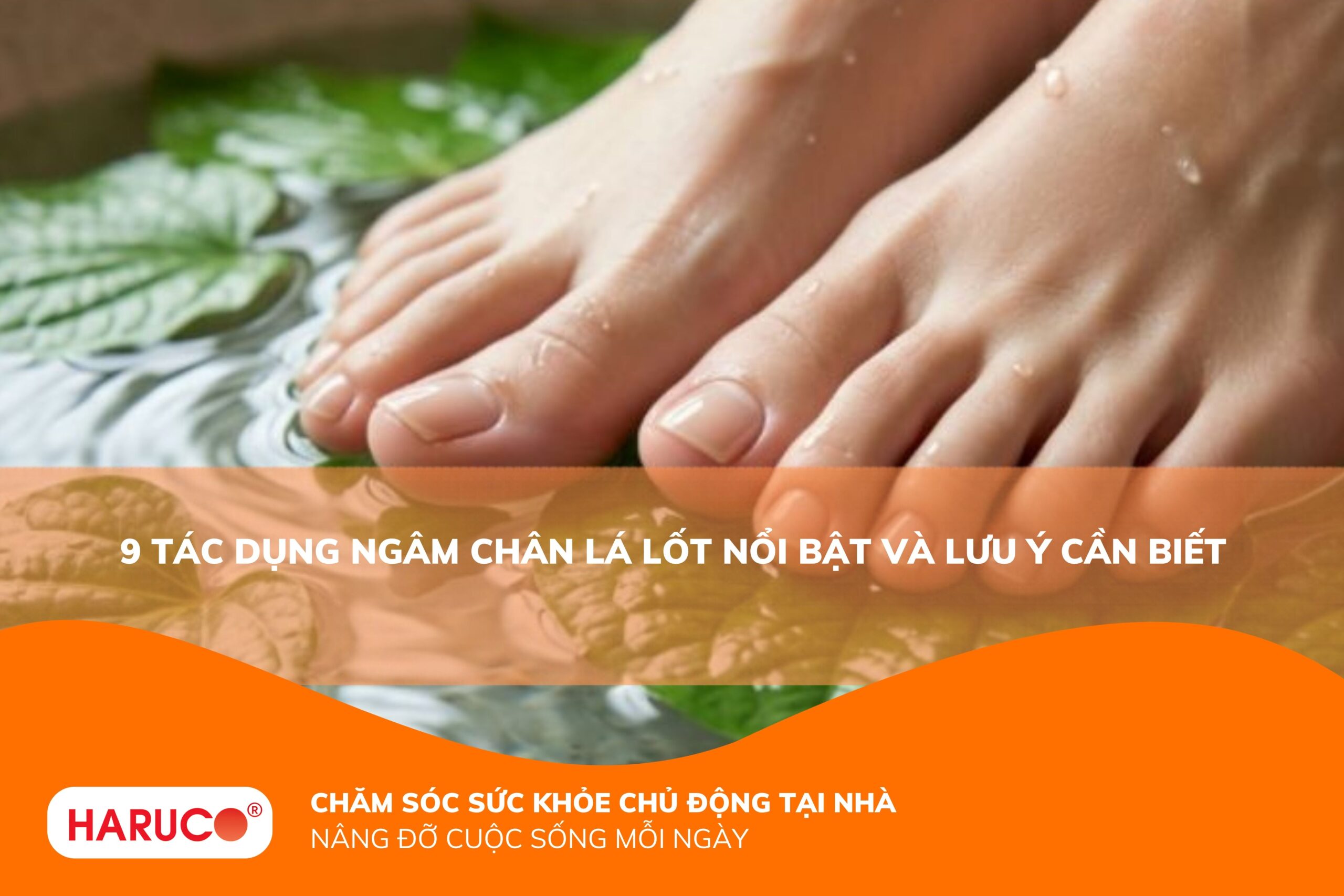 Bật mí 9 tác dụng ngâm chân lá lốt bất ngờ và hướng dẫn cách ngâm đúng để đạt hiệu quả