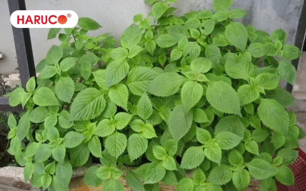 Chọn lá kinh giới xanh, không bị sâu bệnh hoặc dập nát