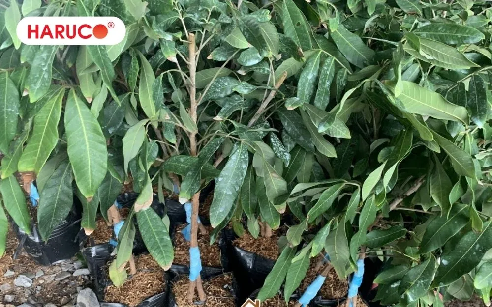 Lá nhãn hoàn toàn có thể đun nước uống được