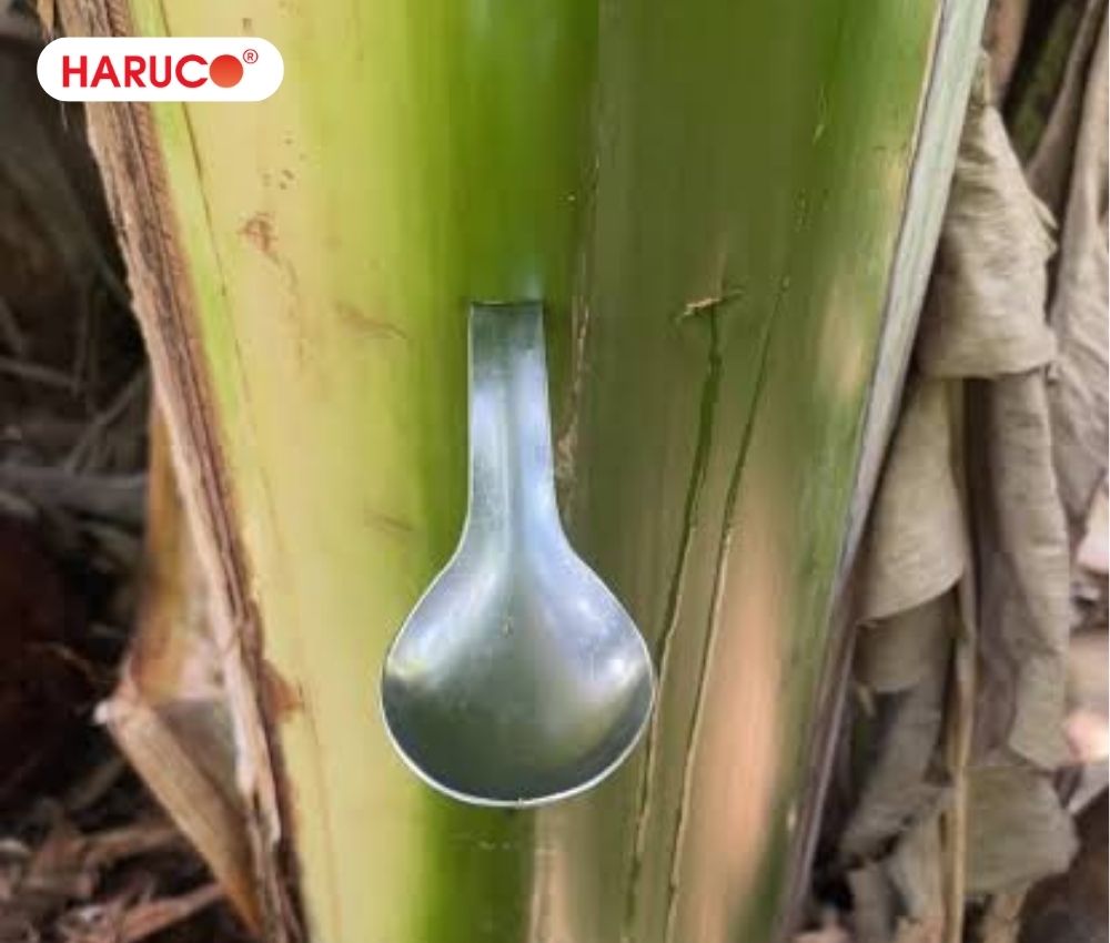 Nước chuối hột có tính mát, người hay đi ngoài phân lỏng hoặc lạnh bụng không nên uống
