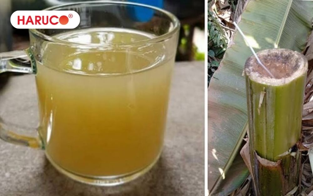 Hoàn toàn có thể uống nước thân cây chuối hột