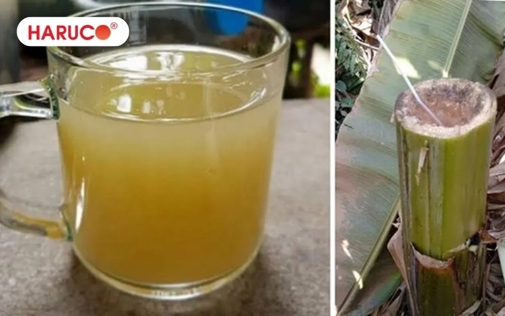 Hoàn toàn có thể uống nước thân cây chuối hột