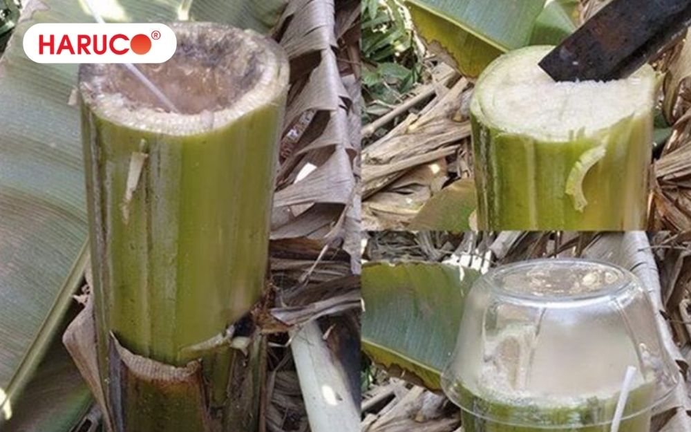Lấy nước thân cây chuối hột bằng phương pháp khoét lỗ dân gian