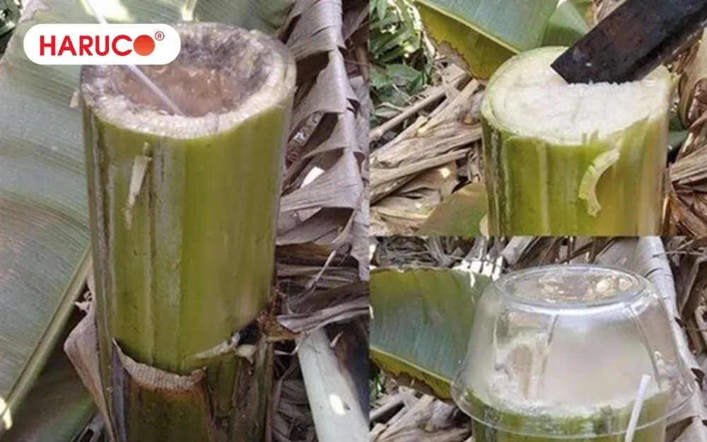 Lấy nước thân cây chuối hột bằng phương pháp khoét lỗ dân gian
