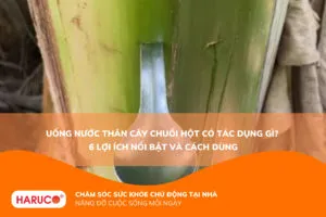 Uống nước thân cây chuối hột có tác dụng gì? 6 Lợi ích nổi bật và cách dùng