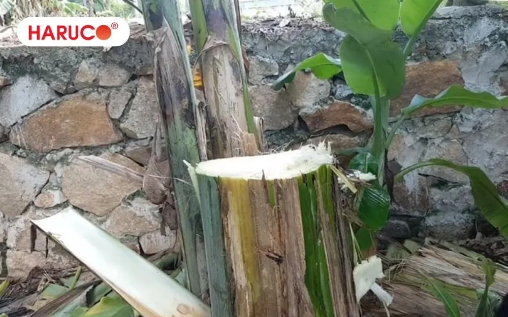 Cần đảm bảo nguyên liệu sạch, không nhiễm thuốc bảo vệ thực vật