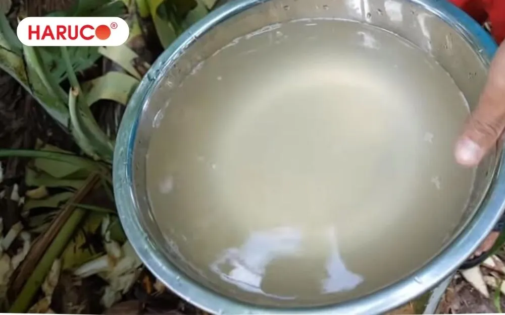 Uống nước thân cây chuối hột giúp lợi tiểu