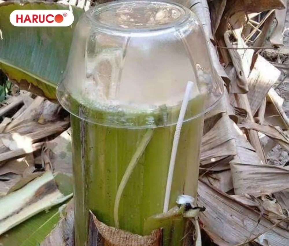 Dụng cụ cần chuẩn bị để lấy nước cây chuối hột rất đơn giản