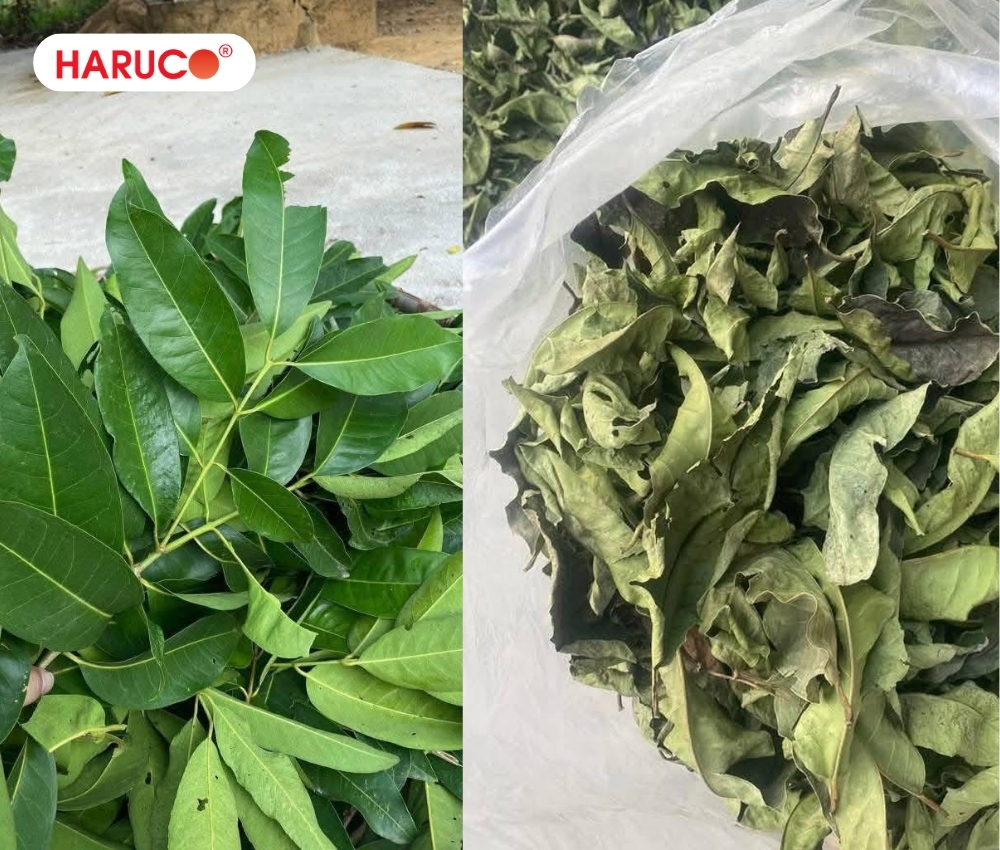 Trong y học cổ truyền, lá, nụ và vỏ cây vối đều được sử dụng làm dược liệu
