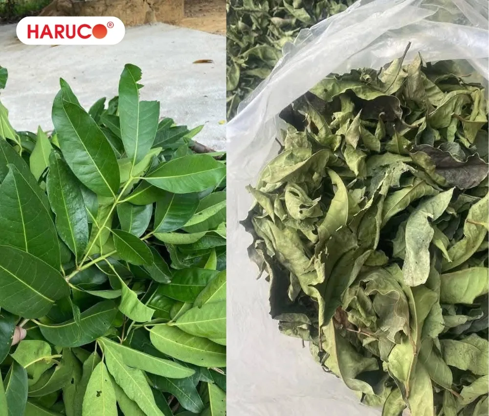 Trong y học cổ truyền, lá, nụ và vỏ cây vối đều được sử dụng làm dược liệu