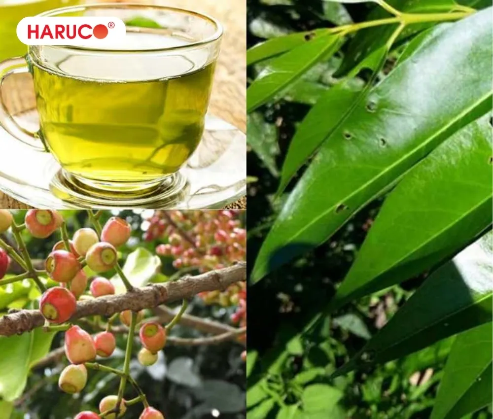 Người thường xuyên nóng trong, nhiệt miệng có thể uống nước lá vối thường xuyên