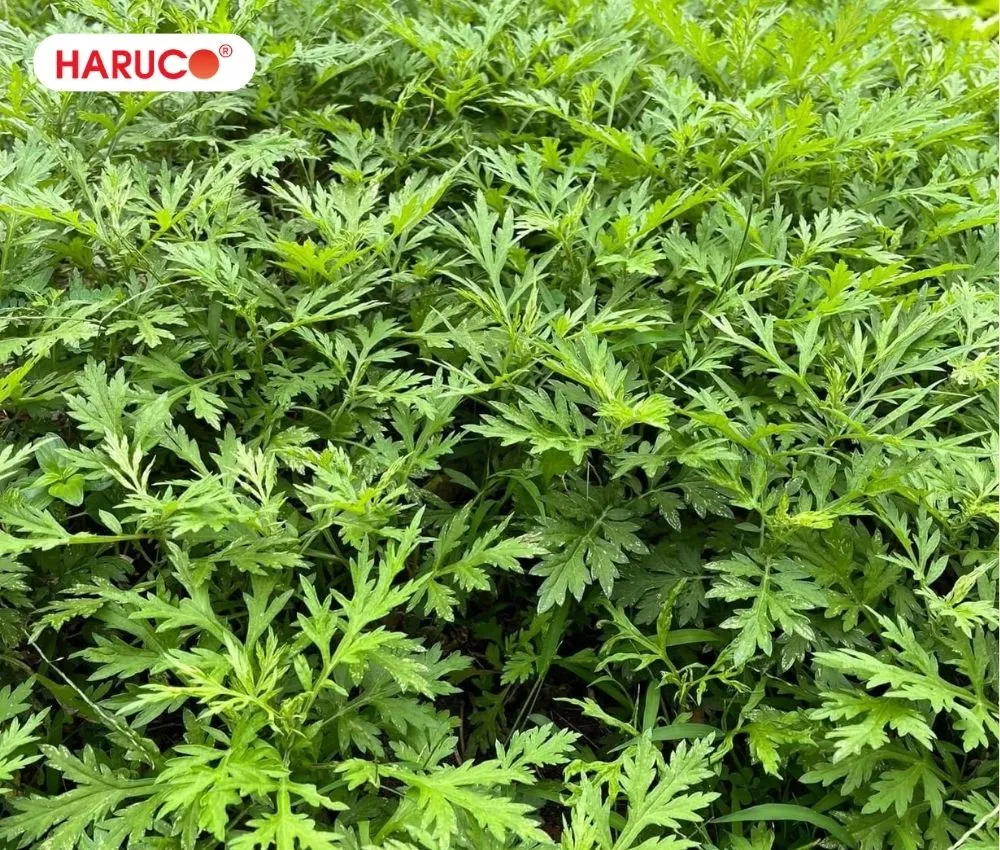 Chọn lá ngải cứu còn tươi, không dập nát và rửa sạch nhiều lần