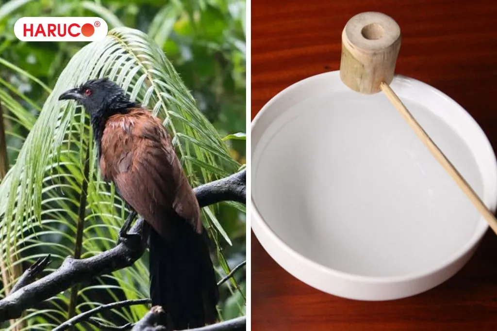 Bìm bịp ngâm rượu có tác dụng gì?