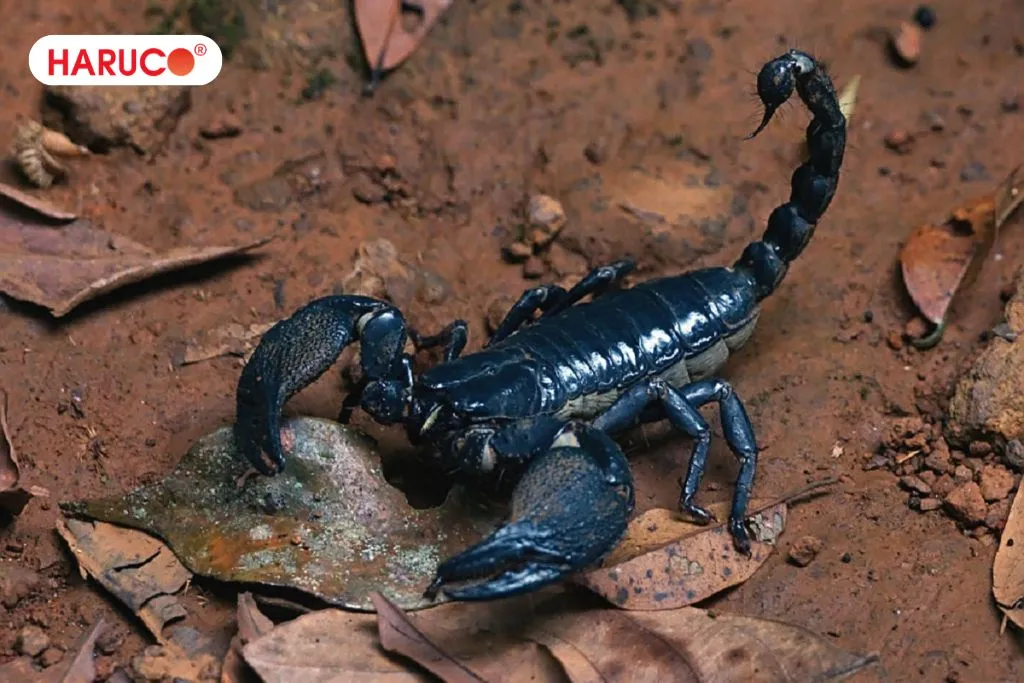 Cách ngâm rượu bọ cạp