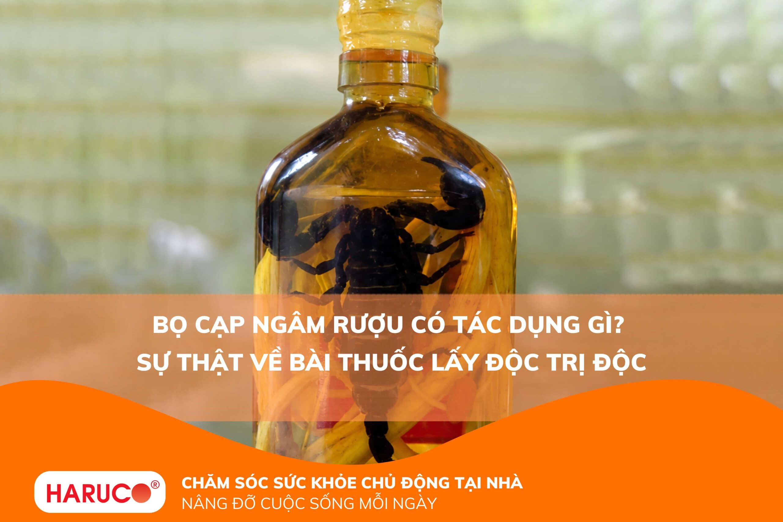 Bọ cạp ngâm rượu có tác dụng gì? Sự thật về bài thuốc lấy độc trị độc
