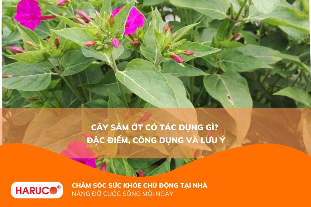 Cây sâm ớt có tác dụng gì? Những bài thuốc chữa bệnh từ dân gian