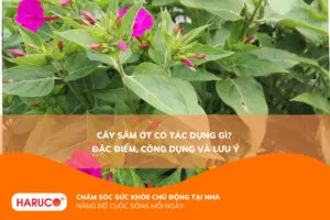 Cây sâm ớt có tác dụng gì? Những bài thuốc chữa bệnh từ dân gian