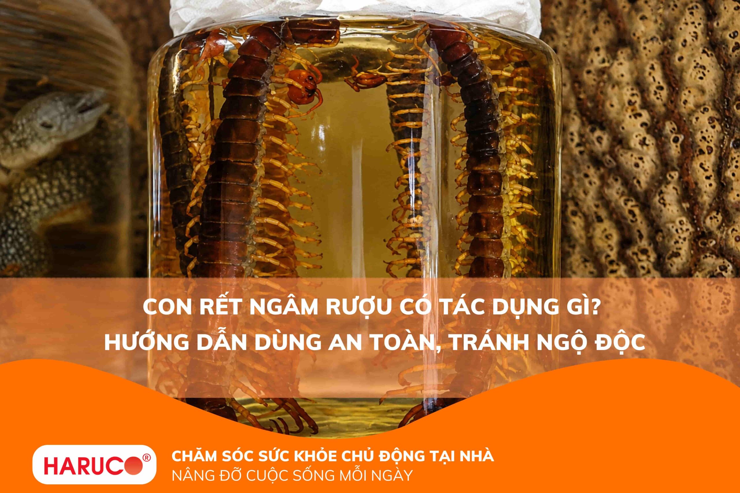 Con rết ngâm rượu có tác dụng gì? Hướng dẫn dùng an toàn, tránh ngộ độc