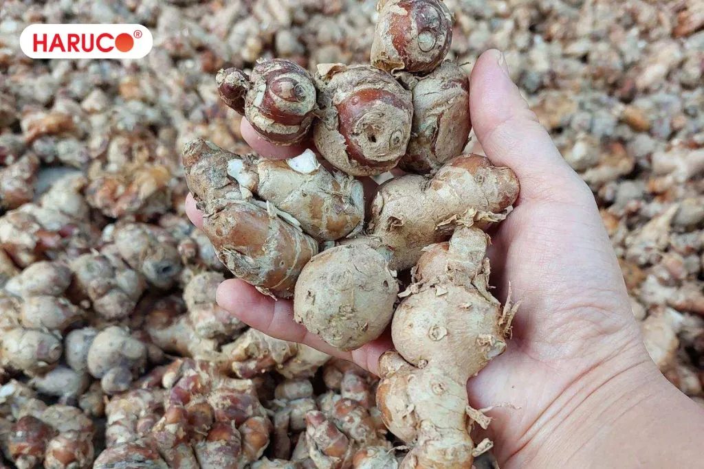Địa liền là gì?