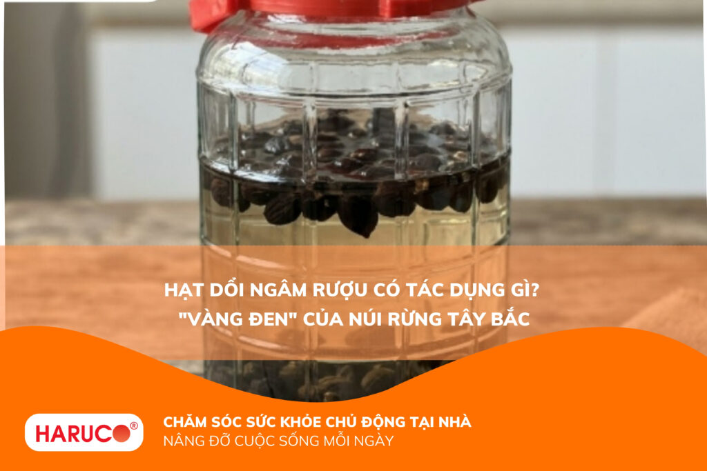 Hạt dổi ngâm rượu có tác dụng gì? Công dụng, cách ngâm và lưu ý