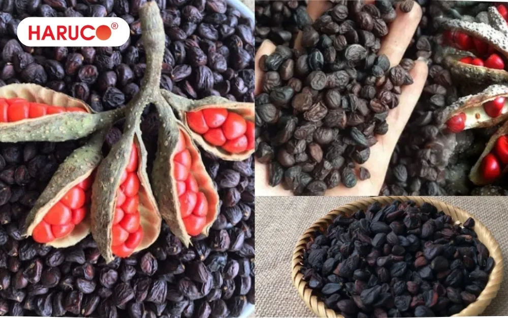 Hạt dổi tươi có màu đỏ thẫm, khi phơi khô sẽ chuyển sang màu nâu sẫm hoặc đen bóng