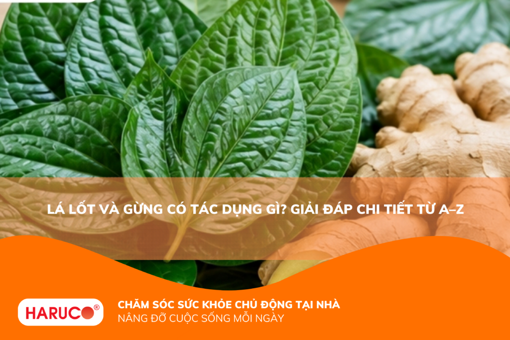 Lá lốt và gừng có tác dụng gì? Những công dụng đáng chú ý và cách dùng