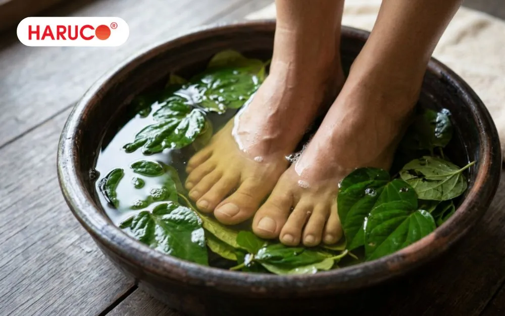 Ngâm chân bằng nước lá trầu không ấm có thể giảm đau nhức xương khớp