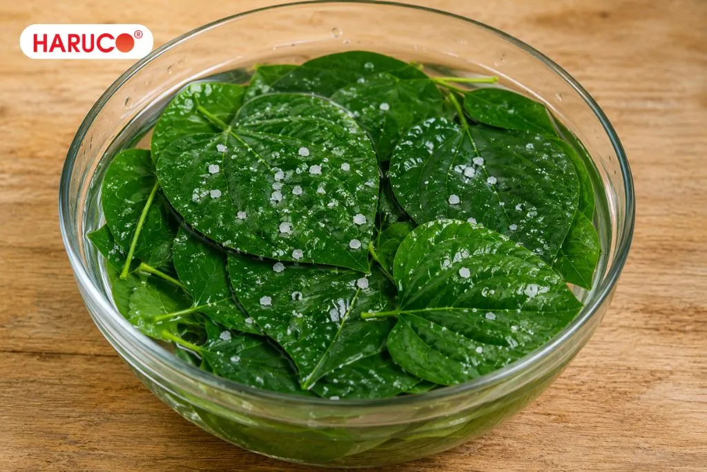 Lưu ý cần nhớ khi uống nước lá lốt