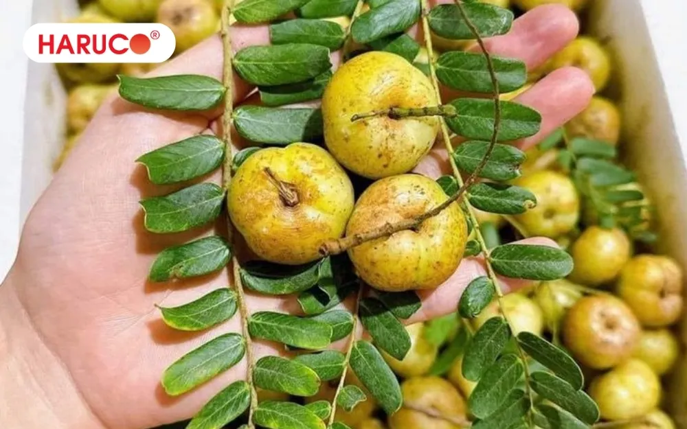Hình ảnh quả me rừng